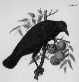 A Crow Speaks